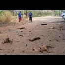 Kein Hundemassaker, sondern Mittagsschlaf